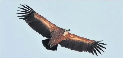  ??  ?? A griffon vulture