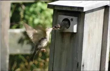  ?? COURTESY OF MIKE KOZEMPEL ?? A bird feeds one of its young.