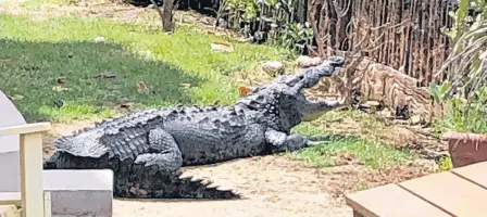  ?? CONTRIBUTE­D ?? Meet Mr. T, the 12-foot-long crocodile that lives near the condo of former Cape Bretoners Darren and Debee Graham in San Pedro, Belize. The fearsome-looking creature is often found in the company of his eight-foot-long crocodile girlfriend.