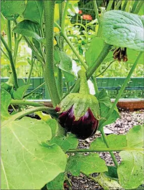  ?? EMILY RYAN — FOR DIGITAL FIRST MEDIA ?? Eggplant grows in a backyard garden.