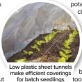  ?? ?? Low plastic sheet tunnels make efficient coverings for batch seedlings