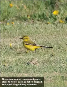  ??  ?? The appearance of common migrants close to home, such as Yellow Wagtail, kept spirits high during lockdown.