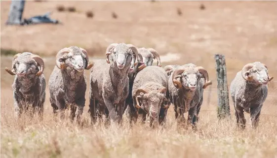  ?? Picture: SUPPLIED ?? NOT BAAAD: Prices remain strong for lamb, mutton and wool, with graziers in general optimistic about the year ahead.