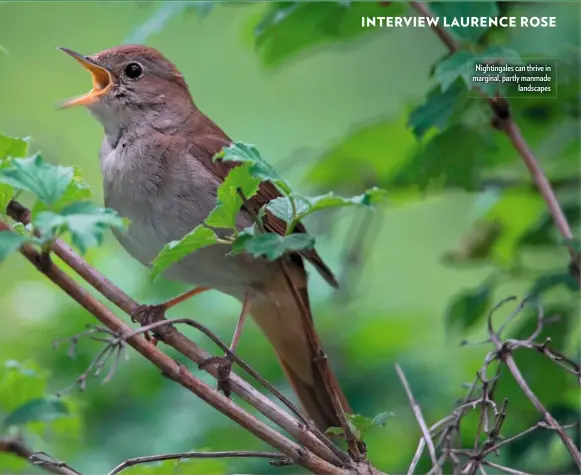  ??  ?? Nightingal­es can thrive in marginal, partly manmade landscapes