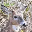  ?? Times Union archive ?? State biologists say they have received 750 reports of deer dying of an insect-borne disease.