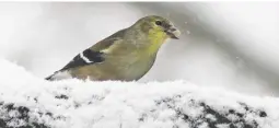  ?? BY PAM OWEN ?? An American goldfinch munches on a sunflower seed.