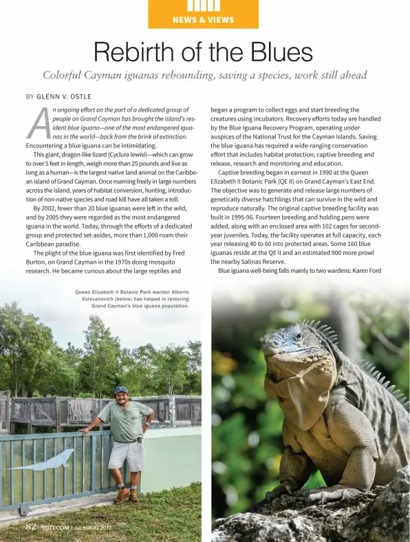  ??  ?? Queen Elizabeth II Botanic Park warden Alberto Estevanovi­ch ( below) has helped in restoring Grand Cayman's blue iguana population.