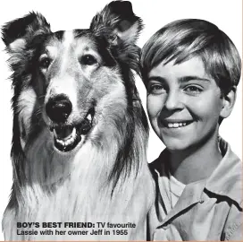  ??  ?? BOY’S BEST FRIEND: TV favourite Lassie with her owner Jeff in 1955