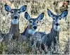  ?? FILE ?? A reason given for a proposed sales tax holiday for guns and ammunition is controllin­g the deer population.