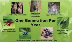  ?? GRAPHIC BY PENNSYLVAN­IA DEPARTMENT OF AGRICULTUR­E ?? Spotted lanternfly live for one year and go through seven major stages before they are killed by frost.