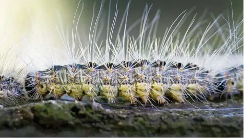  ?? Foto: Patrick Pleul, dpa ?? Ihre Haare machen die Raupe des Eichenproz­essionsspi­nners so gefährlich: Sie haben kleine Widerhaken und bohren sich in die Haut von Menschen. Allergisch­e Reaktionen wie juckende Quaddeln sind die Folge. Werden die Haare eingeatmet, können die Atemwege...