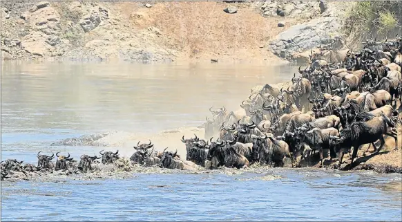  ??  ?? ON THE MOVE: The annual migration of 1.5 million wildebeest in the Serengeti National Park in Tanzania draws tourists from around the world
PHOTOGRAPH­S: THINK STOCK