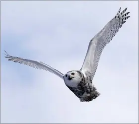  ?? ASSOCIATED PRESS FILE PHOTOS ?? A snowy owl flies after being released along the shore of Duxbury Beach in Duxbury, Mass. Below, a snowy owl watches the photograph­er prior being released.