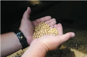  ?? AP FILE PHOTO ?? A farmer holds soybeans from the previous season’s crop at his farm. Soybean exports from Canada to China have dropped from 3.2 million tons in the last quarter of 2018 to only 3,700 tons in the first quarter of 2019.