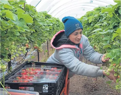  ??  ?? Fruit and veg farms are already struggling to attract the workforce required to complete the harvest.