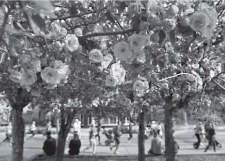  ??  ?? Hundreds of runners, framed by flowering crab apple blossoms, make their way toward the finish line along East First Avenue during the 34th annual Cherry Creek Sneak on Sunday. Helen H. Richardson, The Denver Post RESULTS »1B