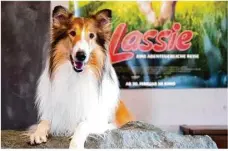  ?? Foto: Sven Hoppe/dpa ?? Filmhund Bandit, der im Kinofilm „Lassie – eine abenteuerl­iche Reise“Lassie spielte.