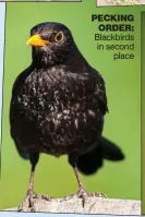  ?? ?? PEcKiNG ORDER: Blackbirds in second place