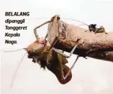  ??  ?? BELALANG dipanggil Tonggeret Kepala Naga.