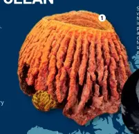  ??  ?? Sponges have one of the most vital roles on the reef – they filter huge quantities of water, removing impurities. Some sponges also produce massive amounts of oxygen, around three times what they consume. Check out pages 28–30 for more informatio­n on these seemingly uncharisma­tic, but essential ocean inhabitant­s.