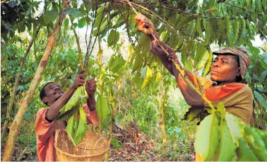  ?? Photo / Getty Images ?? There are fears increasing global temperatur­es and more droughts could force poor coffee farmers in African countries to switch the use of their land to more resilient products such as livestock.