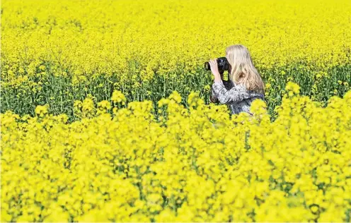  ?? FOTO: PATRICK PLEUL / DPA ?? Nicht nur schön – eine junge Frau fotografie­rt ein blühendes Rapsfeld.