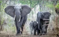  ?? PICTURE: AP ?? Elephants roam near Blantyre, Malawi.