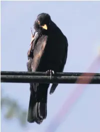  ??  ?? ●●Blackbirds often pop into our gardens to feed