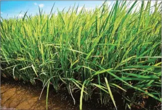  ?? INTERNATIO­NAL RICE RESEARCH INST/AFP ?? Geneticall­y modified rice grows in a paddy in the Philippine­s.