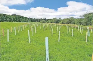  ?? ?? Initiative The new community woodland at Blackhaugh near Spittalfie­ld