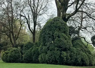  ??  ?? Le piante
A sinistra uno dei bossi secolari che si trovano al Parco Giardino Sigurtà e che sono stati modellati dalle carezze dei visitatori. Sotto, la stele su cui Giuseppe Carlo Sigurtà ha scritto che quei cespugli non avrebbero essere toccati dai giardinier­i, la lasciati crescere come opere d’arte