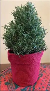  ?? PHOTO COURTESY OF MELINDAMYE­RS.COM ?? A Rosemary topiary offers attractive foliage for holiday decor, a pine aroma, and herbs for holiday meals.