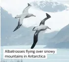  ?? ?? Albatrosse­s flying over snowy mountains in Antarctica