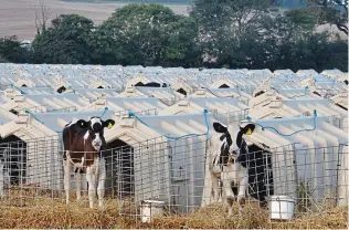  ??  ?? Mass production: Calves kept in white crates on a farm in England