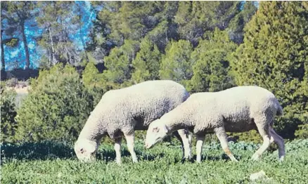  ??  ?? El ganado ovino y caprino se cría de manera tradiciona­l, alimentado con pasto.