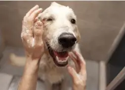  ??  ?? Wash stations in mudrooms or laundry areas can be convenient locations for pet owners to freshen up their furry friends.