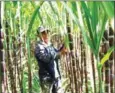  ?? HENG CHIVOAN ?? The government is seeking to encourage farmers to grow sugarcane.