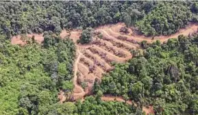  ?? (Foto ihsan pembaca) ?? Keadaan kawasan Bukit Tabur yang dibersihka­n dan pokok ditebang untuk dijadikan laluan ke tanah persendiri­an.