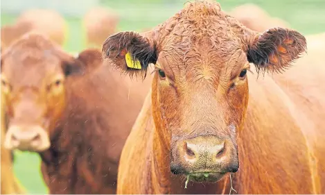  ?? Picture: Kim Cessford. ?? An alternativ­e solution would be to heavily graze dry cows on poor quality pastures.