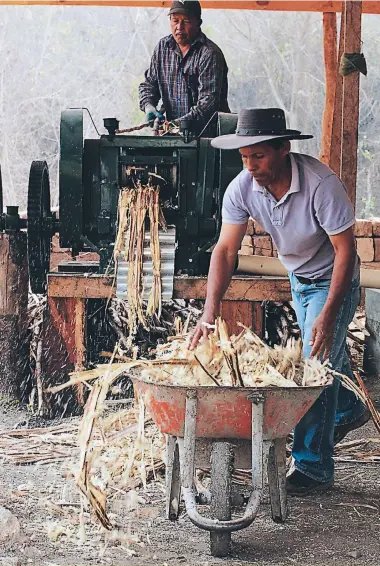  ??  ?? 1. Los productore­s de panela utilizan los mismos residuos de caña para cocinarla. 2. Las panelas de dulce son utilizadas para cocinar torrejas y rosquillas en miel. 3 Los artesanos vierten en un recipiente el jugo para ser cocinado y obtener la panela.