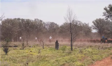  ?? Pictures: PHOTOS FOR FEED ?? BUSH PHOTOGRAPH­Y: A NSW grazing family has launched a GoFundMe page to help generate an alternate revenue steam to buy more hay for their stock. The family has been farming for more than five generation­s. .