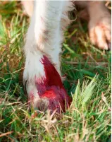  ?? ?? Left: flinty underfoot conditions can damage a dog’s footpads — a temporary bandage can help to keep wounds clean en route to the vet