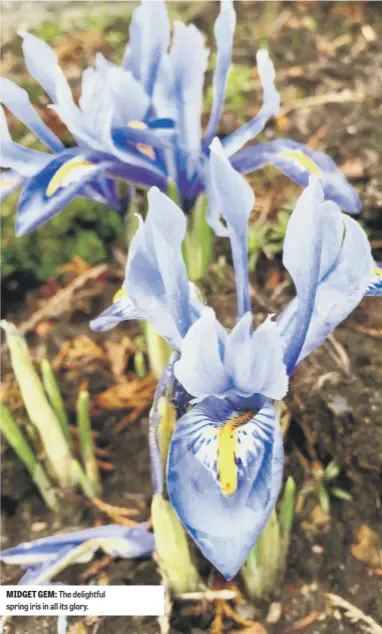  ??  ?? MIDGET GEM: The delightful spring iris in all its glory.