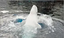  ?? SEAN D. ELLIOT/THE DAY ?? Beluga whale Juno performs for trainer Kathryn Kahover and then University of Rhode Island graduate student Justin Richard in 2013.