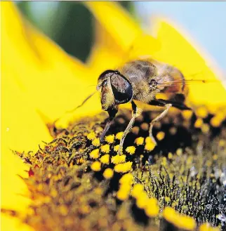  ?? PHILIPPE HUGUEN/AFP/GETTY IMAGES ?? Ontario plans to restrict the use of pesticides believed to be responsibl­e for the mass deaths of bees in order to safeguard crops. Grain farmers are seeking a delay in imposing the ban.