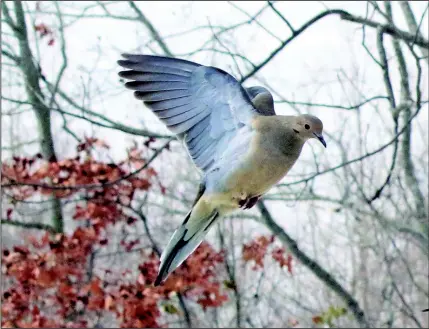  ?? Special to the Democrat-Gazette/JOHN SCHWEGMAN ?? The mourning dove is named for its soft, mournful, cooing song. Its nonaggress­ive habits validate the use of the dove as a symbol of peace.