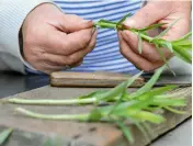  ??  ?? Bespaar geld door stekken te nemen van je vaste planten, zoals asters.