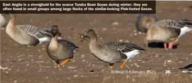  ??  ?? East Anglia is a stronghold for the scarce Tundra Bean Goose during winter; they are often found in small groups among large flocks of the similar-looking Pink-footed Goose.