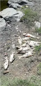  ?? PHOTO: SUPPLIED ?? Around 80 dead fish and ducks were found around the lake in February.