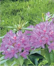  ??  ?? WOOD WORK: Ian Riches has been clearing Kinclaven Bluebell Wood of rhododendr­ons.